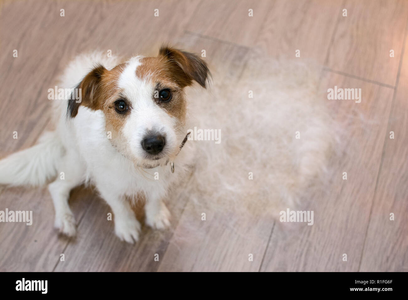 Dog Losing Hair On Back
