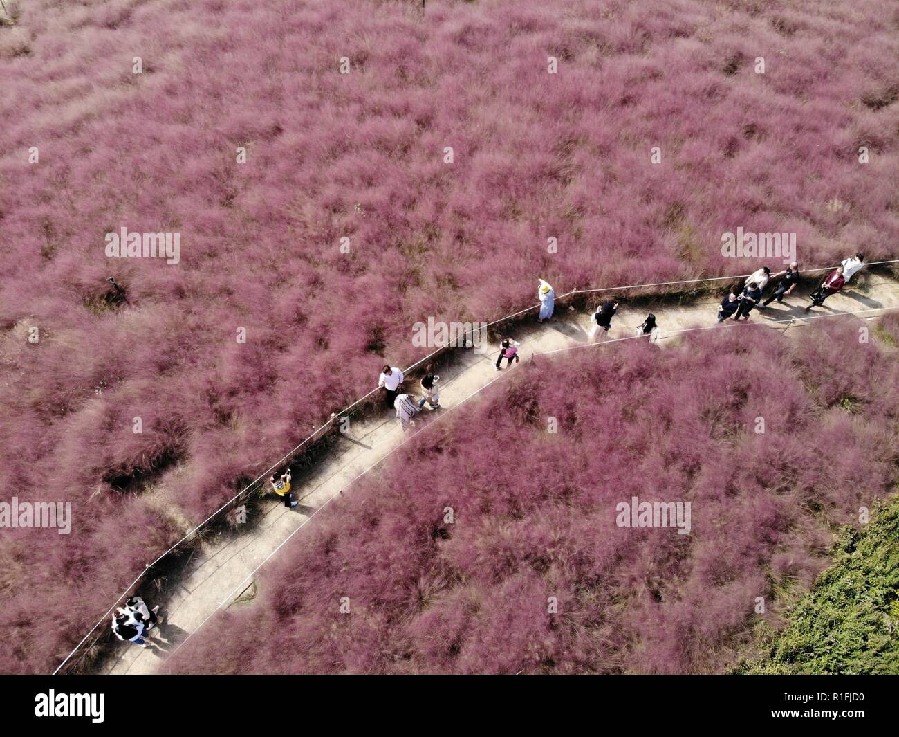 Zhengzhou, Zhengzhou, China. 12th Nov, 2018. Zhengzhou, CHINA-Pink muhlenbergia capillaris fields become a hit and attract many tourists at Beilong Lake Wetland Park in Zhengzhou, central ChinaÃ¢â‚¬â„¢s Henan Province. Credit: SIPA Asia/ZUMA Wire/Alamy Live News Stock Photo