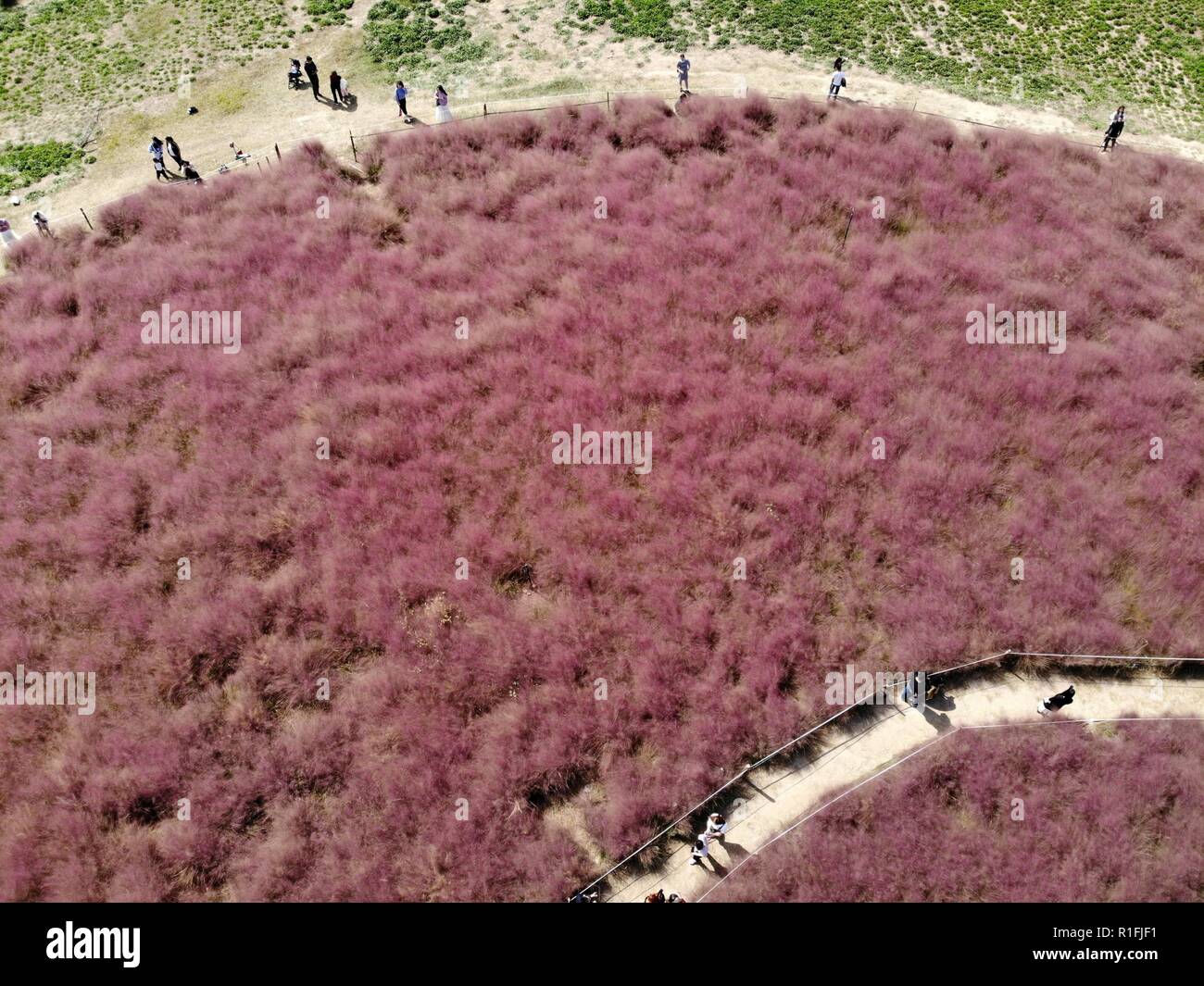 Zhengzhou, Zhengzhou, China. 12th Nov, 2018. Zhengzhou, CHINA-Pink muhlenbergia capillaris fields become a hit and attract many tourists at Beilong Lake Wetland Park in Zhengzhou, central ChinaÃ¢â‚¬â„¢s Henan Province. Credit: SIPA Asia/ZUMA Wire/Alamy Live News Stock Photo