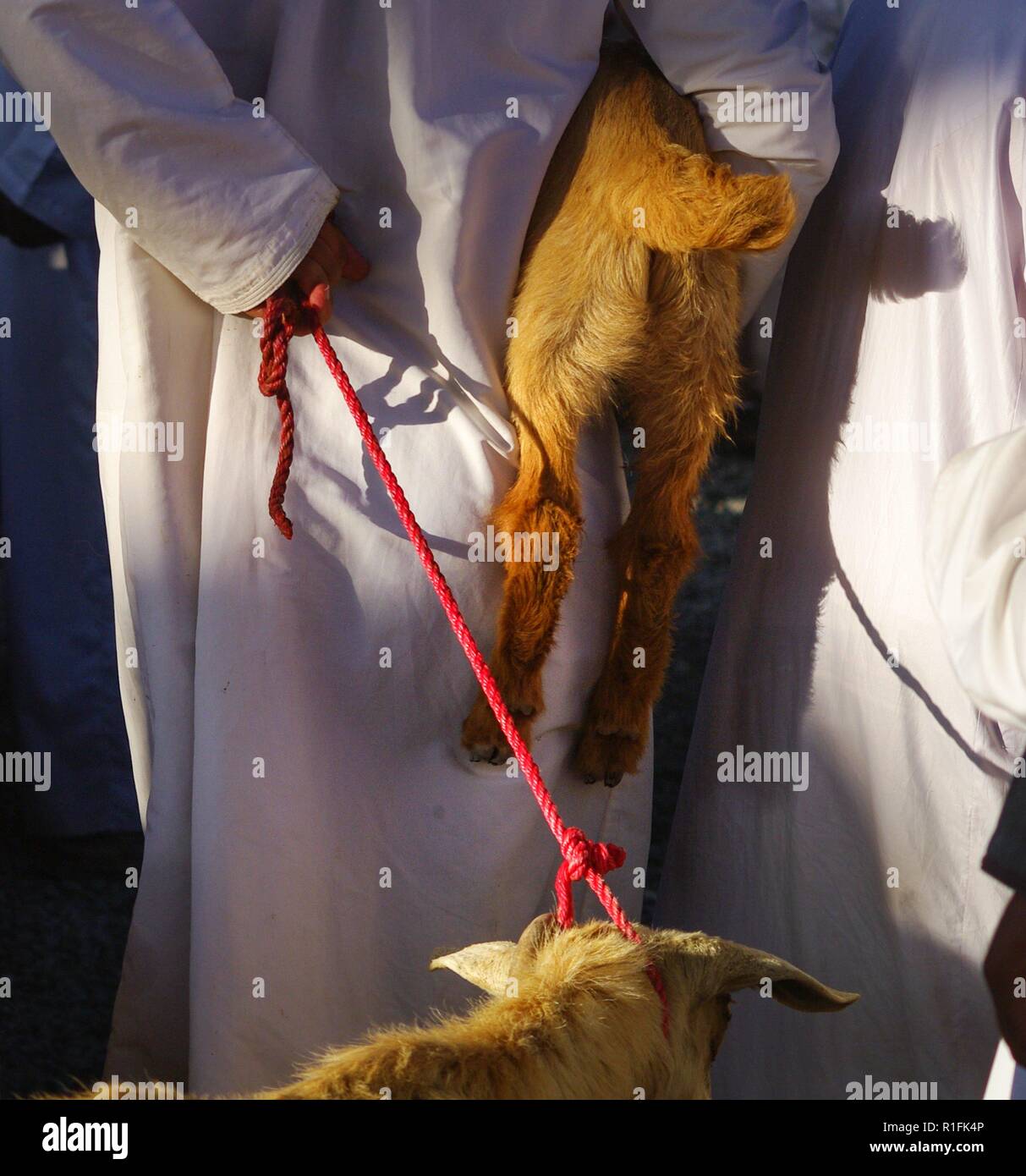 Nizwa, Oman. 23rd Nov, 2012. An Omani brings his goats to the famous cattle market of Nizwa (Oman). | usage worldwide Credit: dpa/Alamy Live News Stock Photo