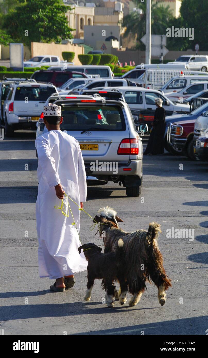 Nizwa, Oman. 23rd Nov, 2012. An Omani pulls two goats just bought at the famous cattle market of Nizwa (Oman) to the transport vehicle. | usage worldwide Credit: dpa/Alamy Live News Stock Photo