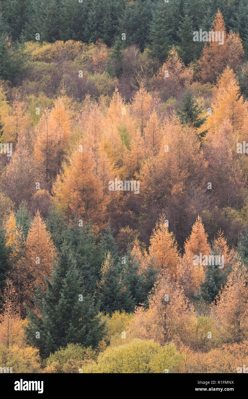Llwyn Onn Reservoir, South Wales, UK.  12 November 2018.  UK weather: A chilly afternoon today, with autumn colours over the reservoir.  Credit: Andrew Bartlett/Alamy Live News Stock Photo