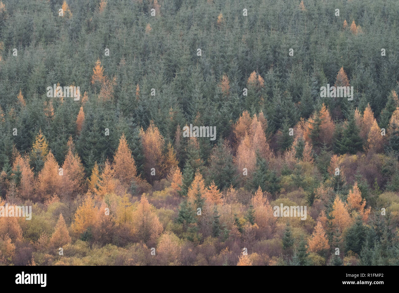 Llwyn Onn Reservoir, South Wales, UK.  12 November 2018.  UK weather: A chilly afternoon today, with autumn colours over the reservoir.  Credit: Andrew Bartlett/Alamy Live News Stock Photo
