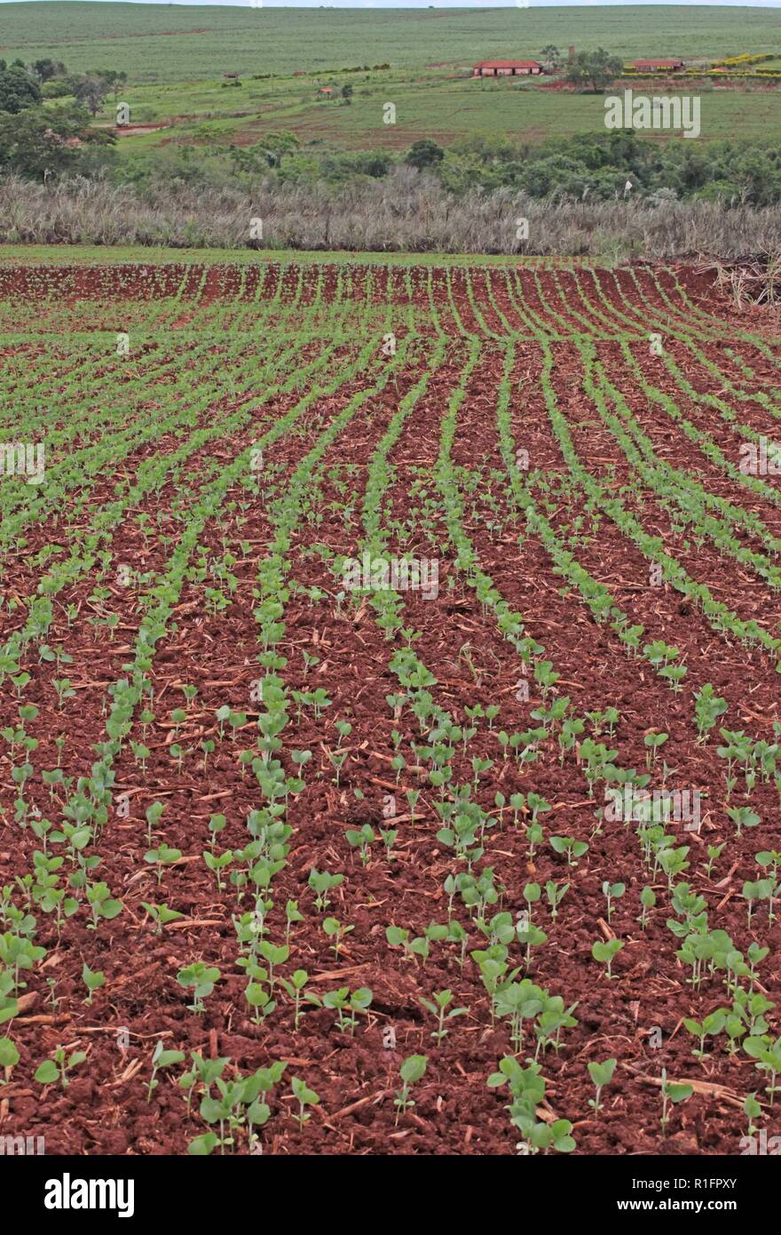 Cultivo de soja hi-res stock photography and images - Alamy