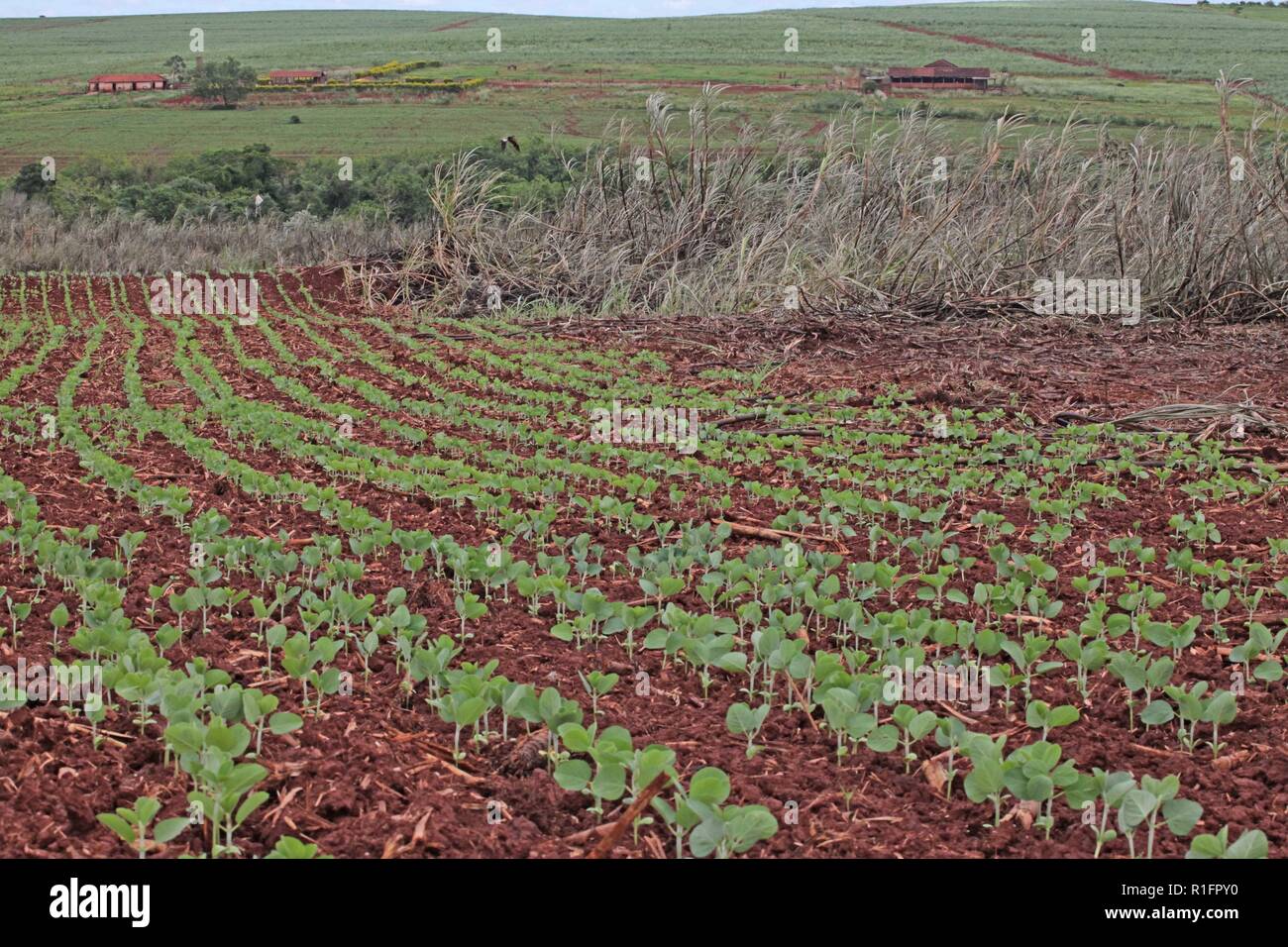 Cultivo de soja hi-res stock photography and images - Alamy