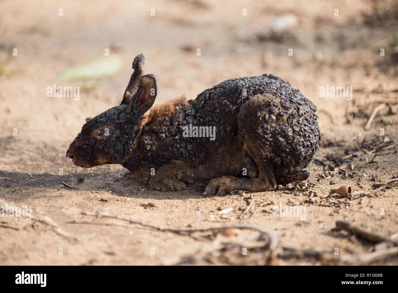 Malibu, California, USA. 12th Nov, 2018. A rabbit suffering from burns struggles to find safety, as the Woolsey fire continues to burn. Credit: Chris Rusanowsky/ZUMA Wire/Alamy Live News Stock Photo
