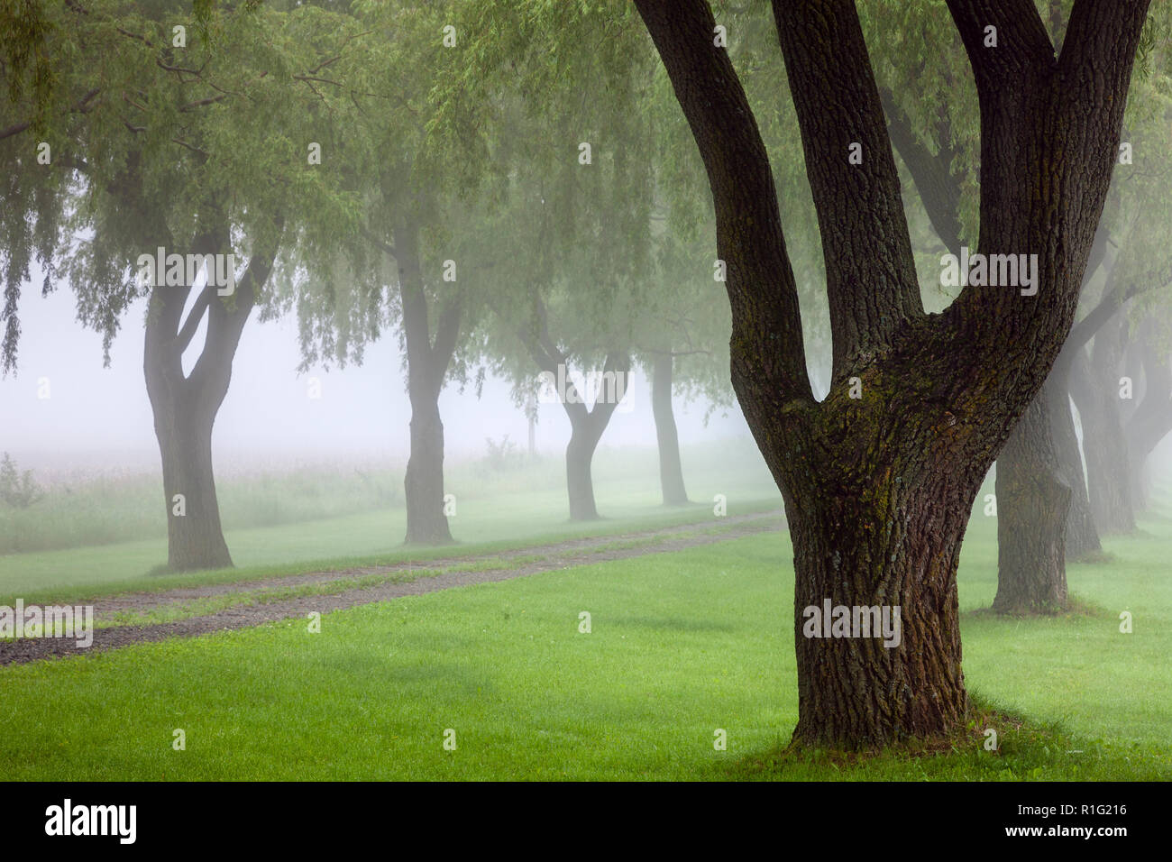 Tree lined laneway in the early morning fog Stock Photo - Alamy