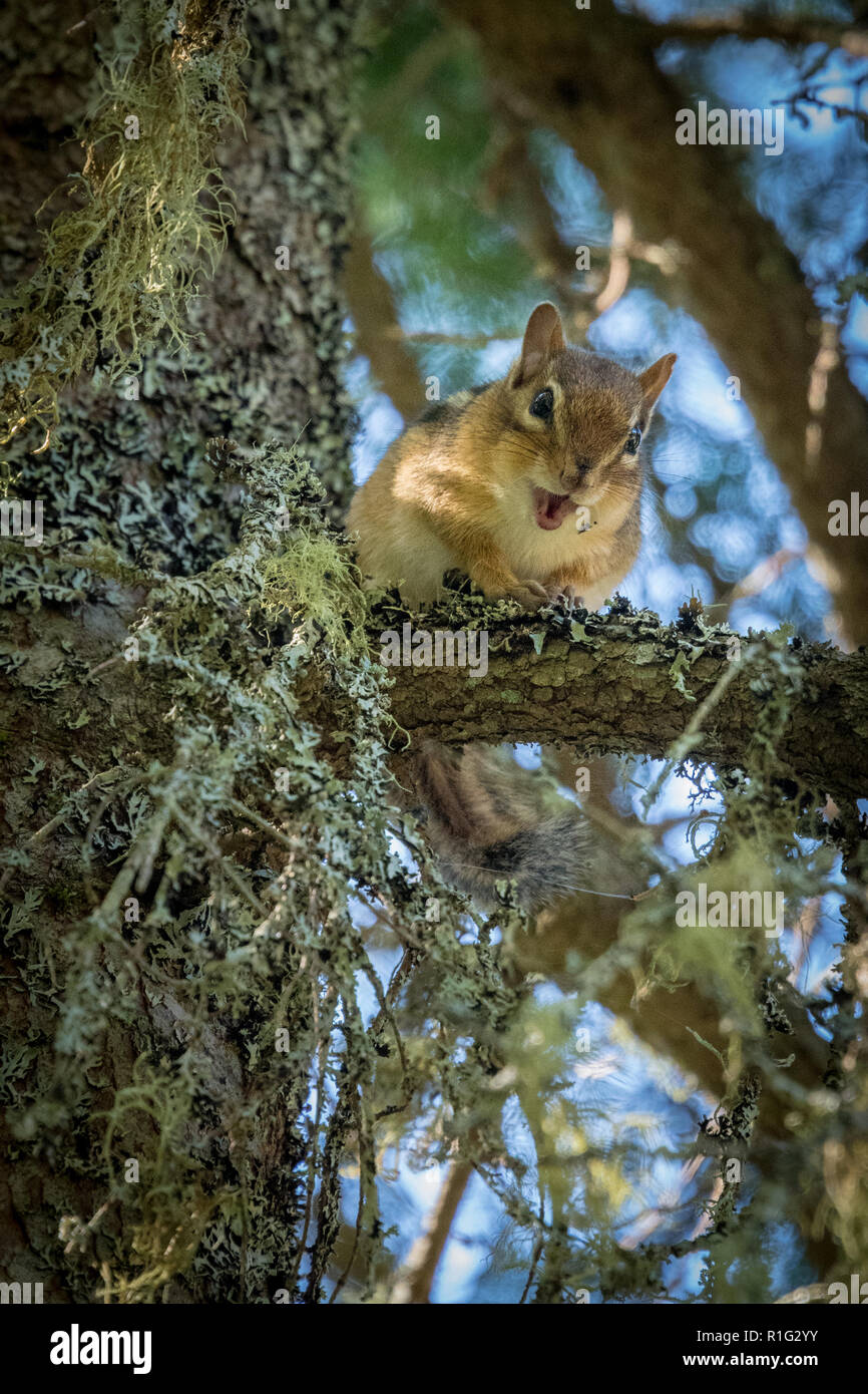 Eastern Chipmunk (Tamius striatus) in Tree Stock Photo