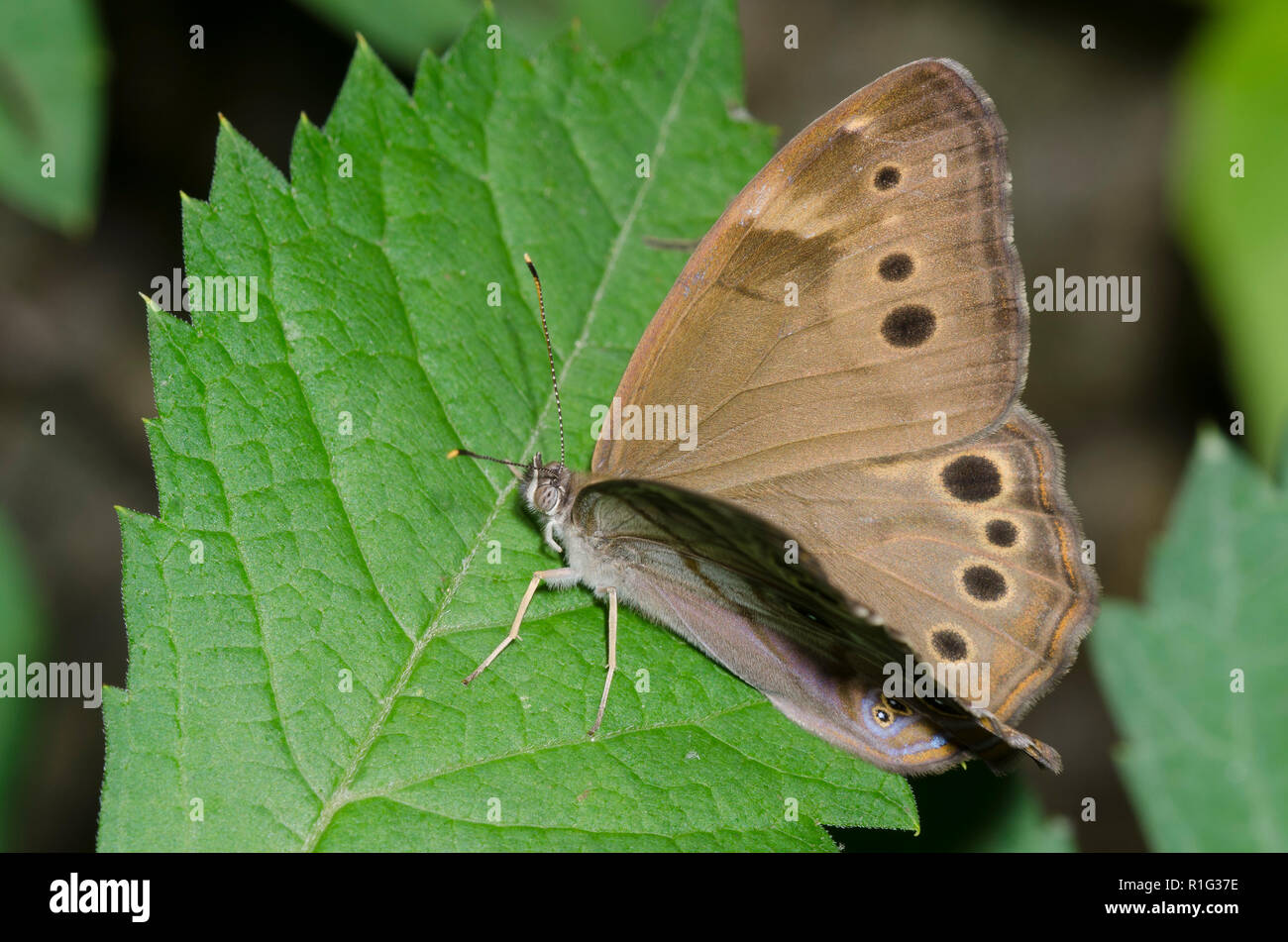 Northern Pearly-eye, Lethe anthedon Stock Photo