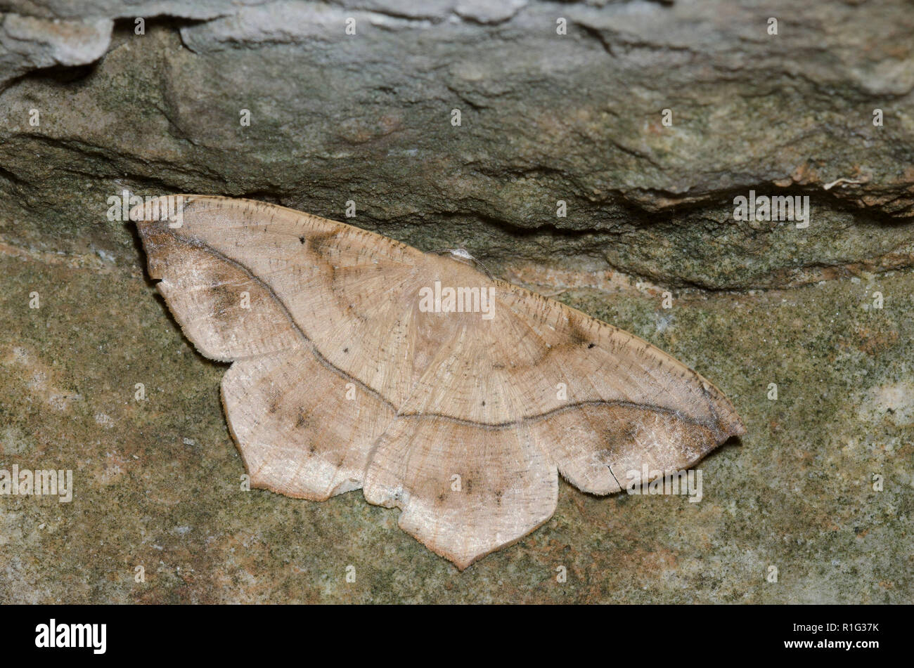 Large Maple Spanworm, Prochoerodes lineola Stock Photo