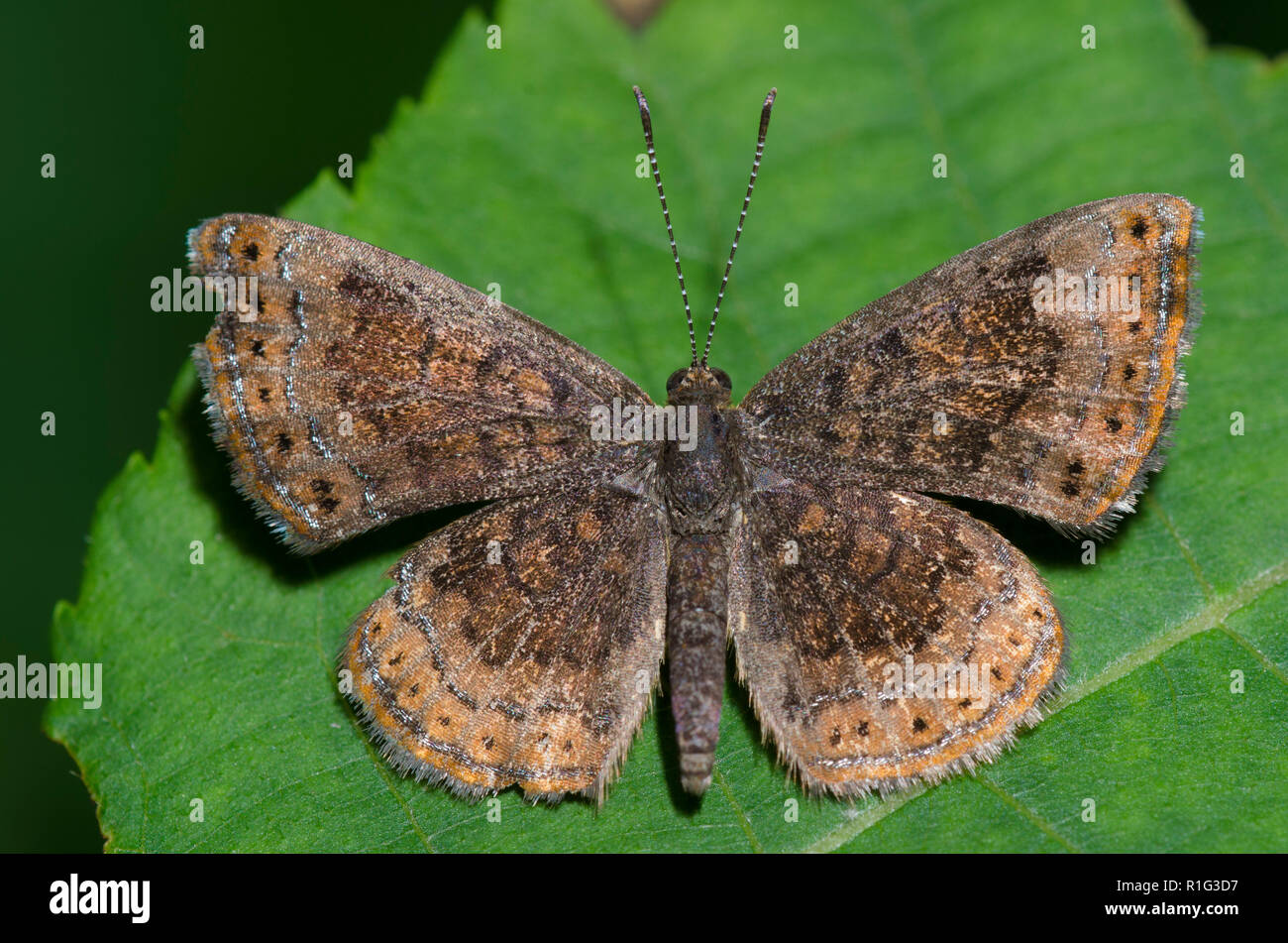 Tribe butterfly hi-res stock photography and images - Page 13 - Alamy
