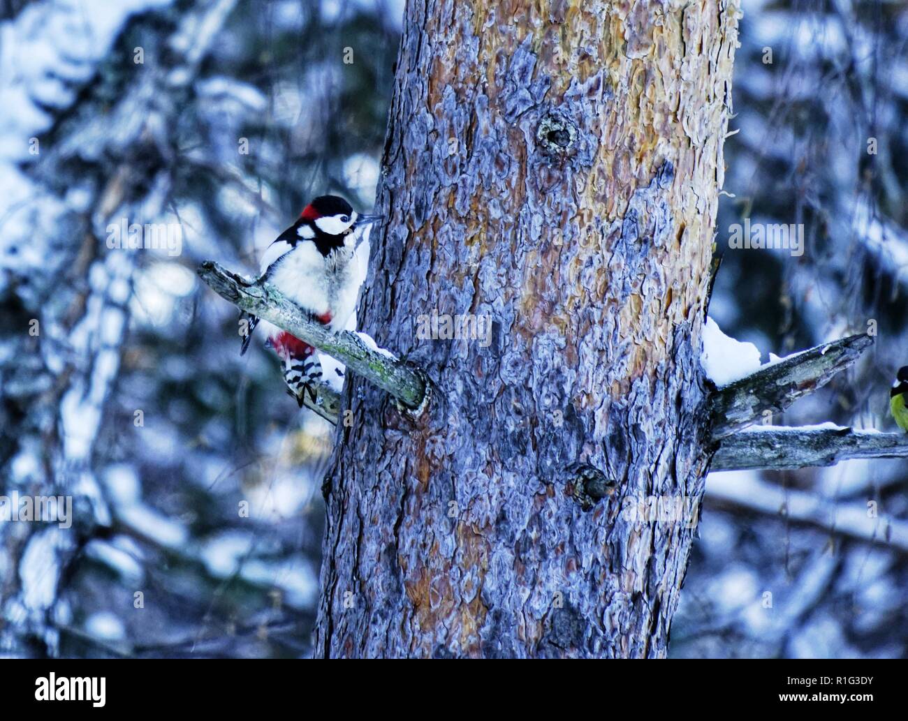 The great spotted woodpecker (Dendrocopos major) is a medium sized woodpecker with pied black and white plumage and a red patch on the lower belly on  Stock Photo