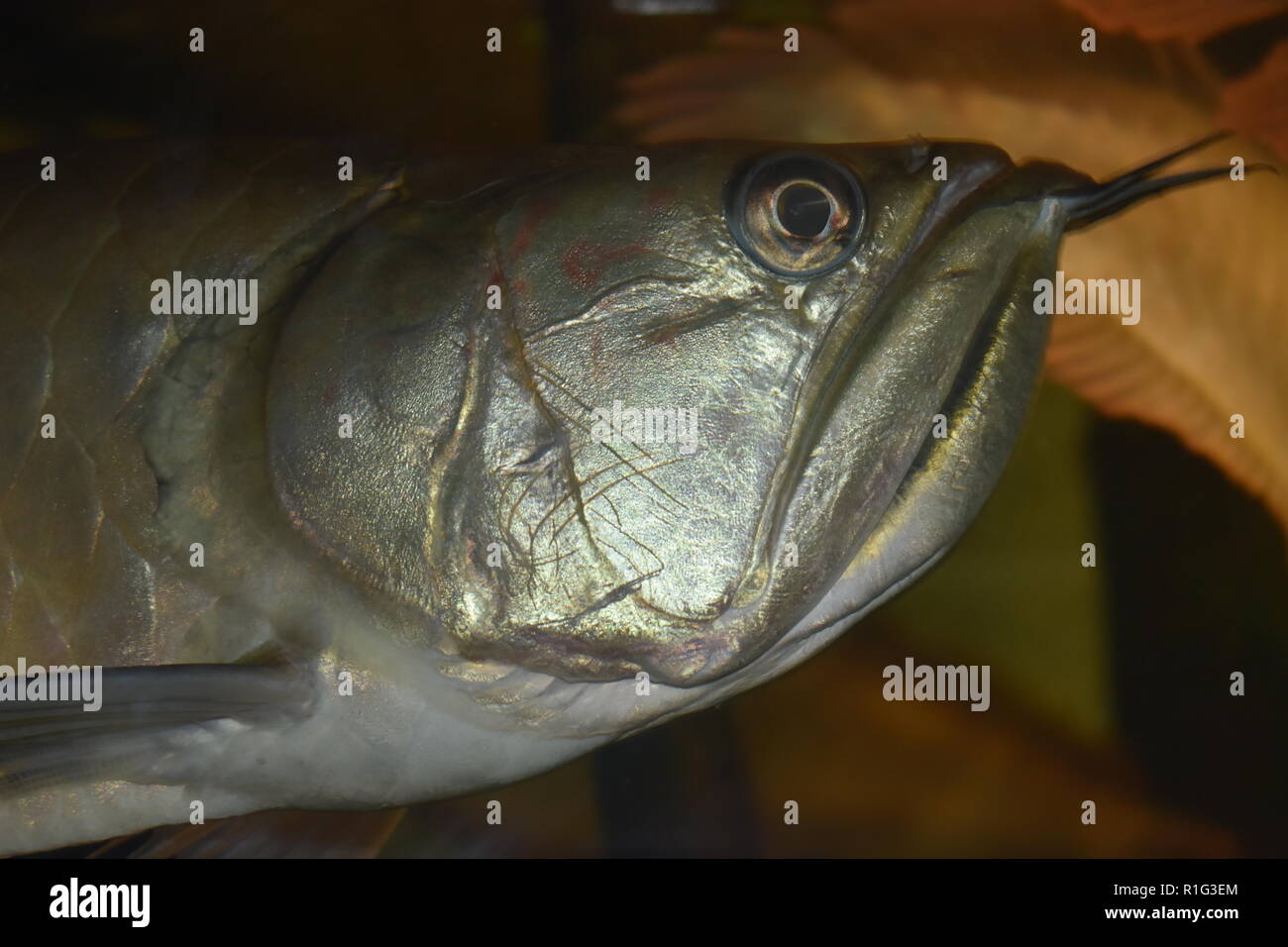 Silver Arowana High Resolution Stock Photography and Images - Alamy
