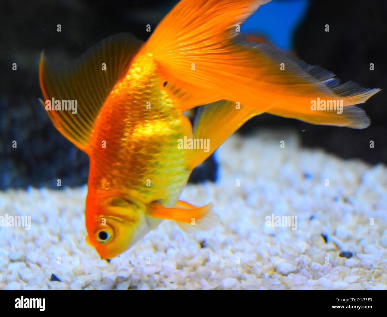 goldfish the real gold and most popular aquarium fish Stock Photo Alamy