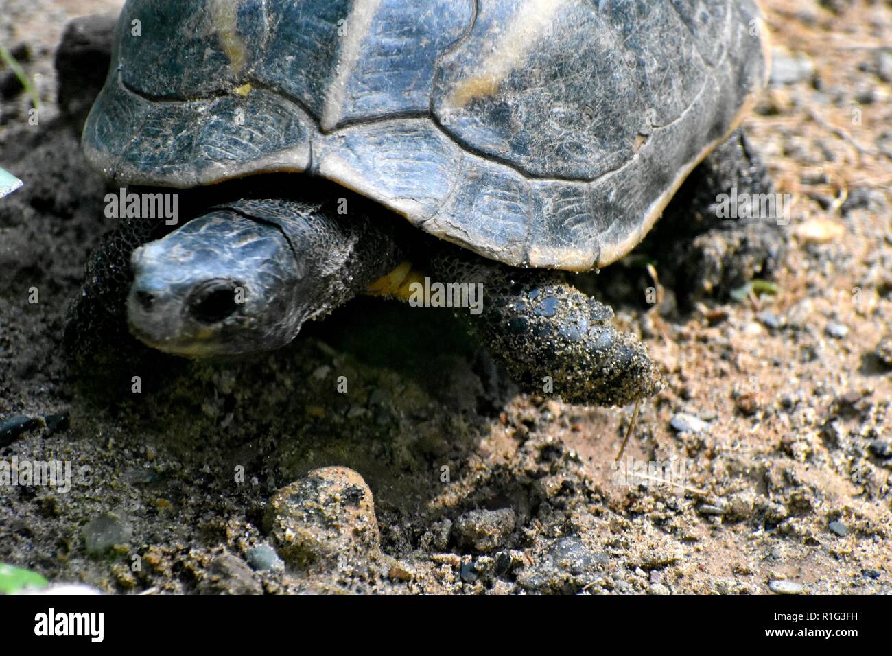turtle slow but beautiful Stock Photo