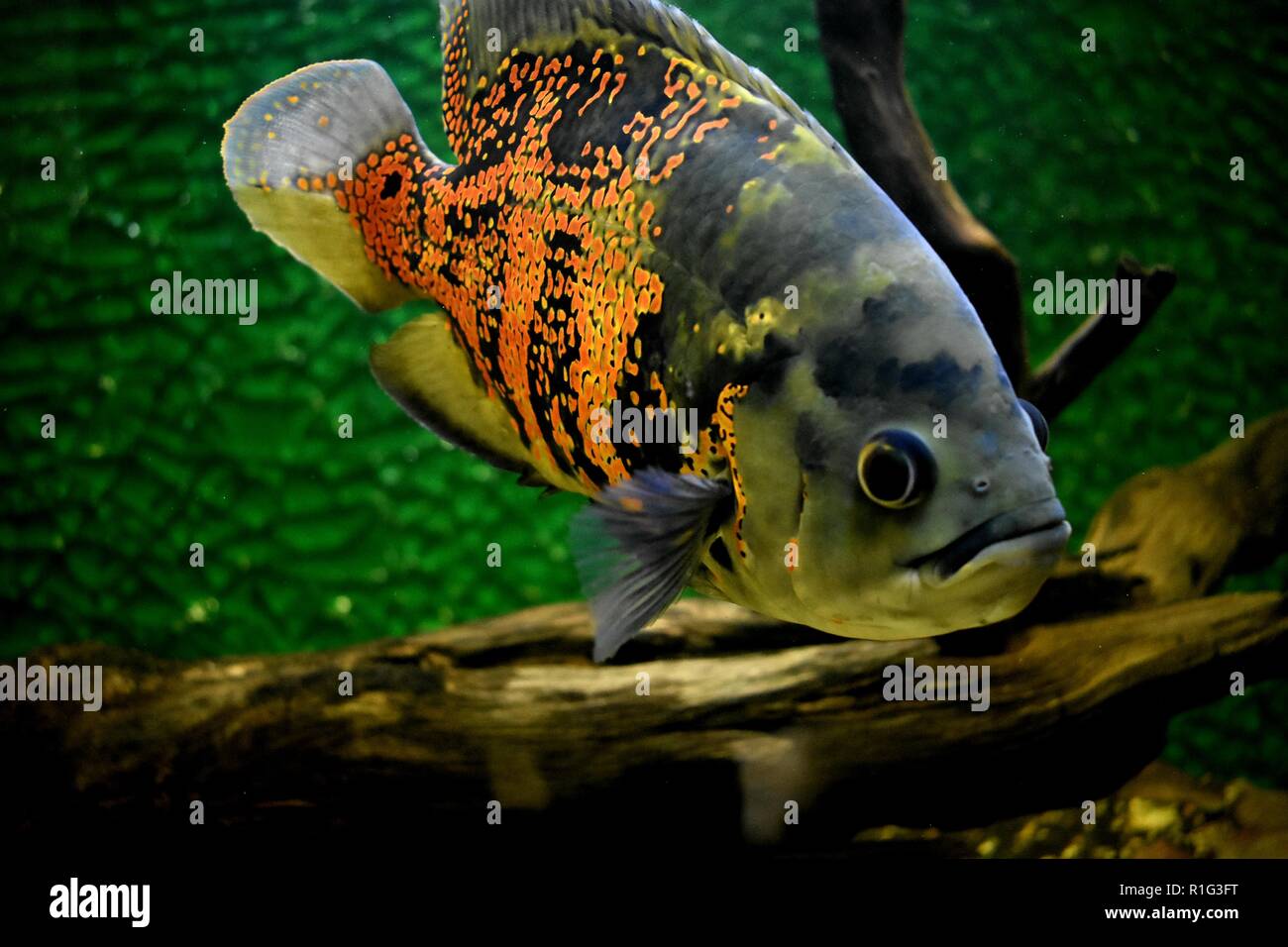 tiger Oscar fish Stock Photo
