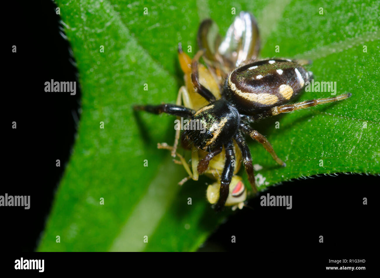 Jumping Spider, Paraphidippus aurantius, with fly prey Stock Photo