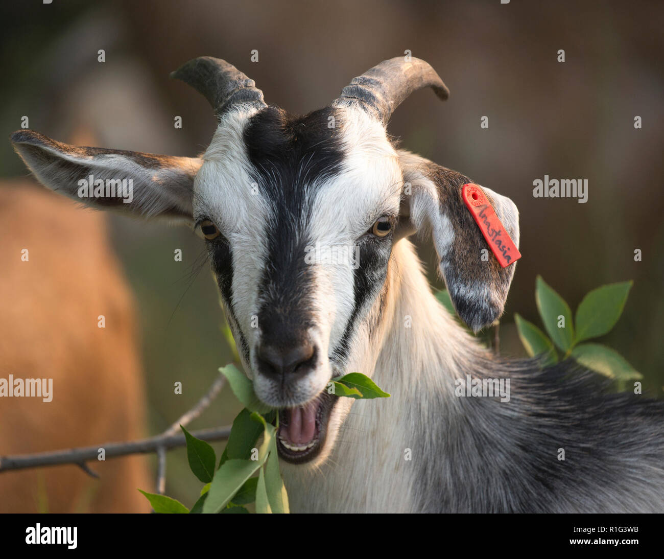 Targeted grazing by goat feeding on shrub for natural weed control in the city of Calgary. Ear tag with goat's name Anastasia. Capra hircus Stock Photo