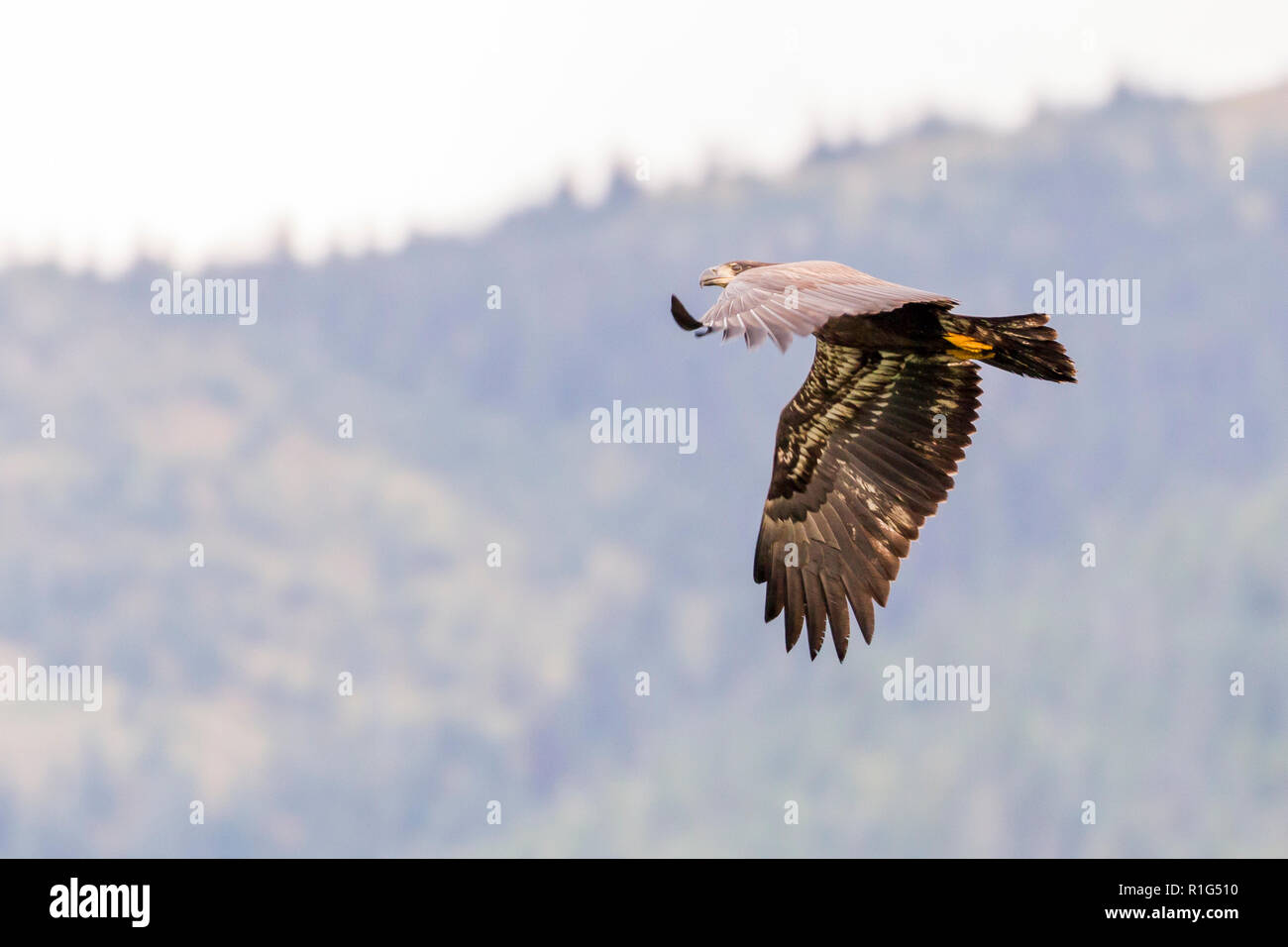 Eagle Soaring Mountains Stock Photos Eagle Soaring