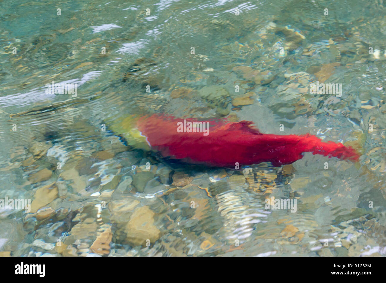 Close views of Sockeye salmon in the Mitchell river in the Cariboo Mountains Park, British Columbia, Canada Stock Photo