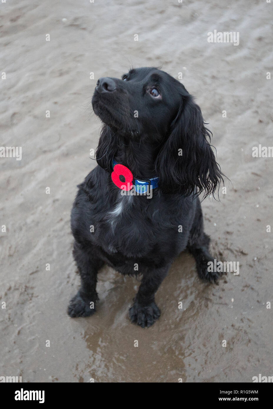 A black cocker spaniel dog wears a poppy dog collar during the Pages by the Sea project on Ayr beach in Ayrshire, Scotland Stock Photo