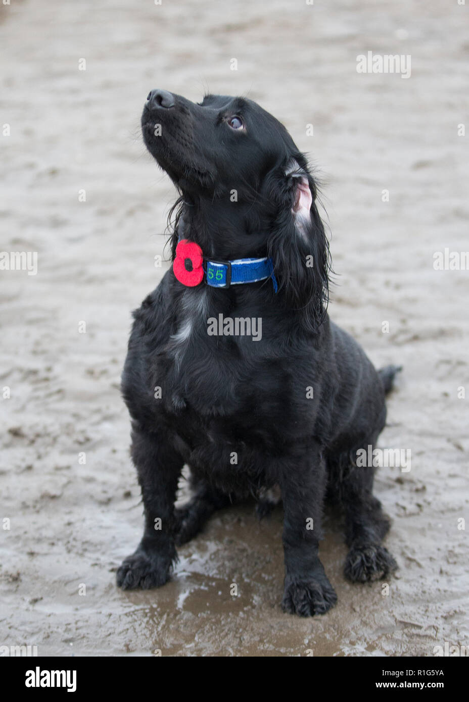 A black cocker spaniel dog wears a poppy dog collar during the Pages by the Sea project on Ayr beach in Ayrshire, Scotland Stock Photo