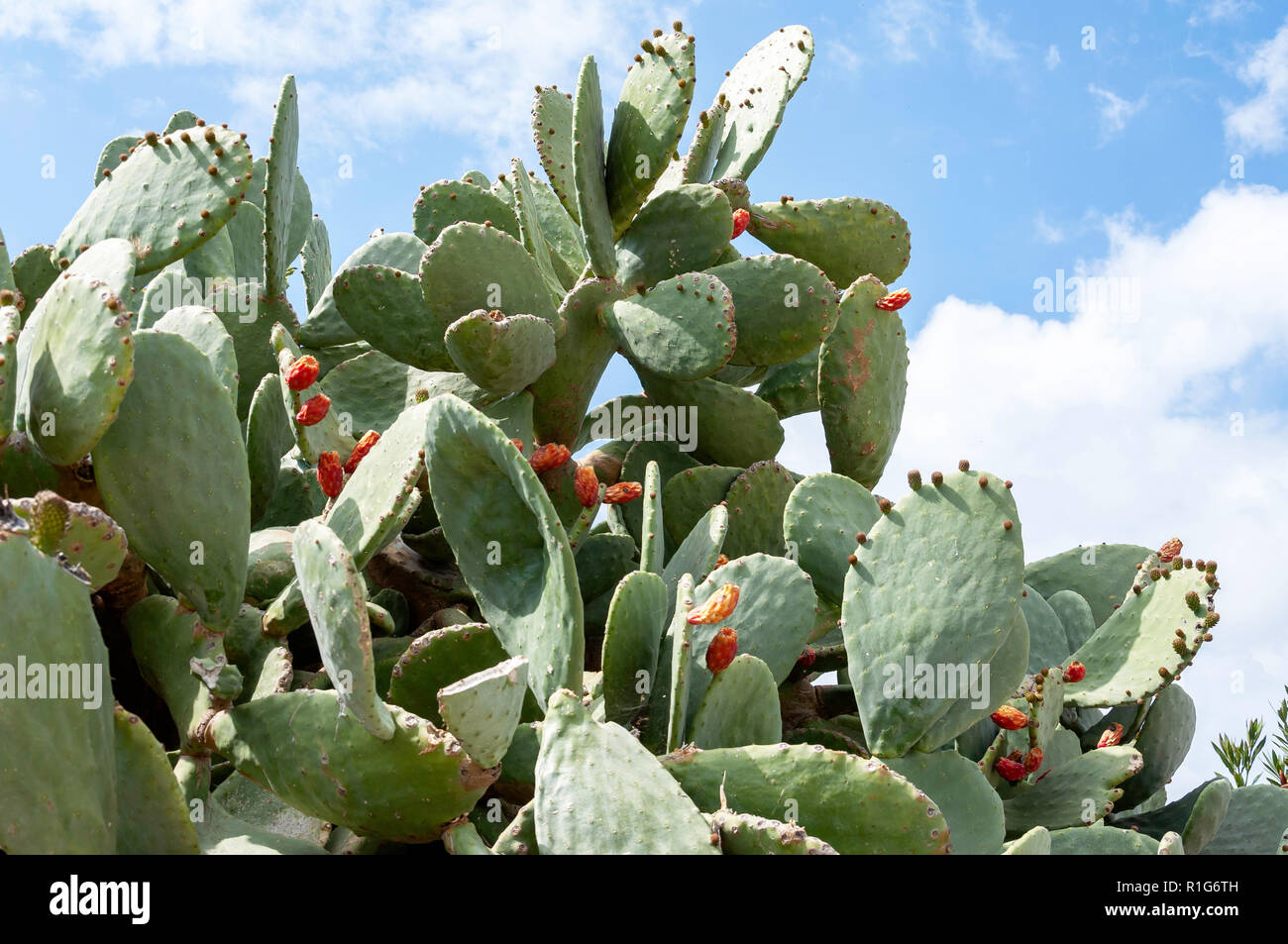 Prickly Pear cactus plant, Kouklia, Pafos District, Republic of Cyprus Stock Photo