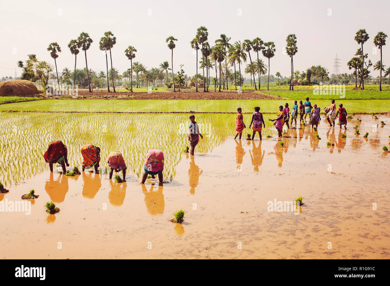 Rural scene tamil nadu india hi-res stock photography and images - Alamy