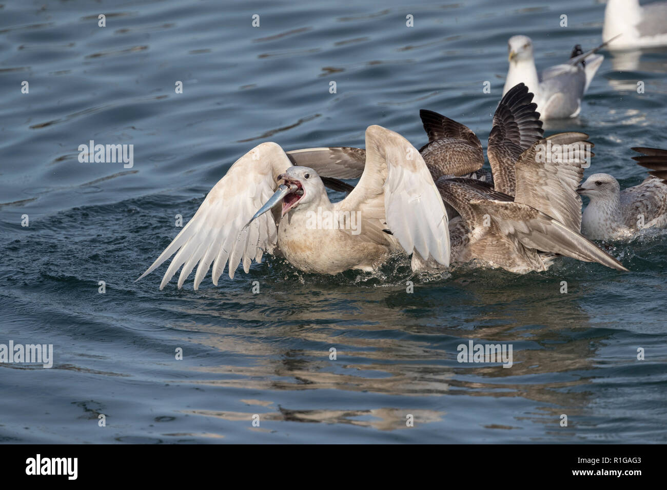 Glaucous Gull; Larus hyperboreus Single Juvenile; Fighting with Gulls over Fish Cornwall; UK Stock Photo