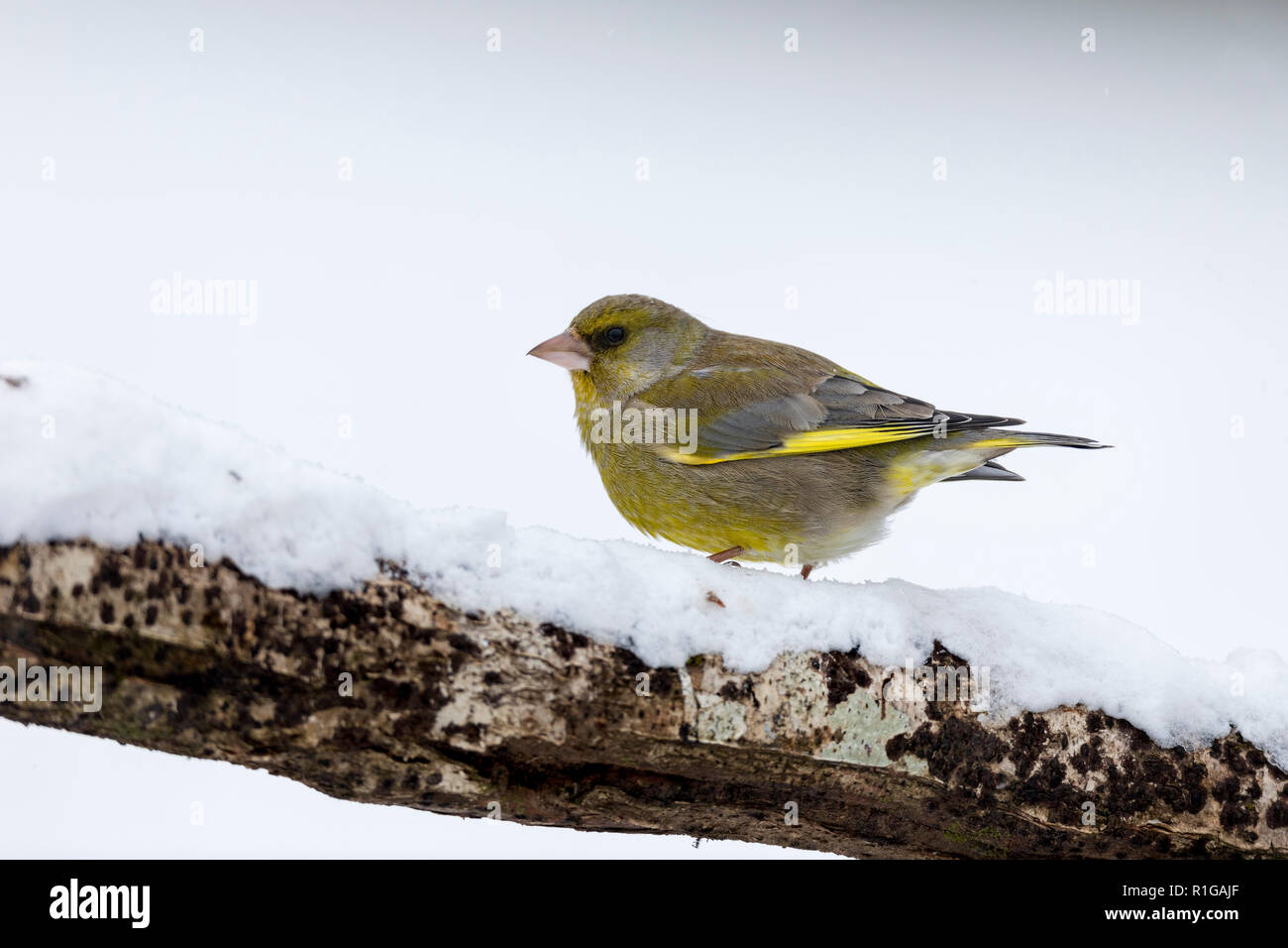 Greenfinch; Chloris chloris Single in Snow Cornwall; UK Stock Photo
