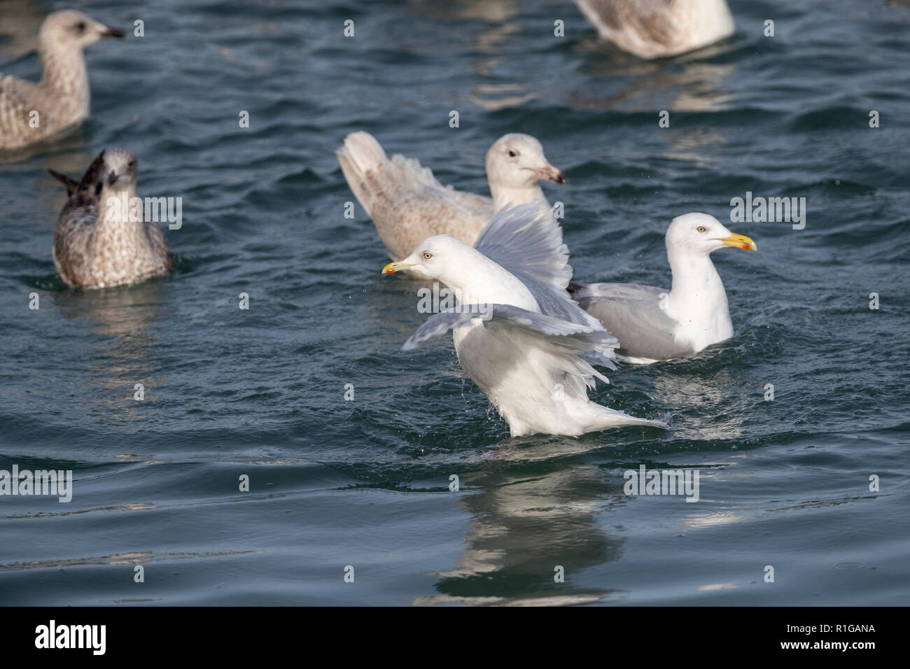 Iceland Gull; Larus glaucoides Single; Other Gulls Beyond Cornwall; UK Stock Photo