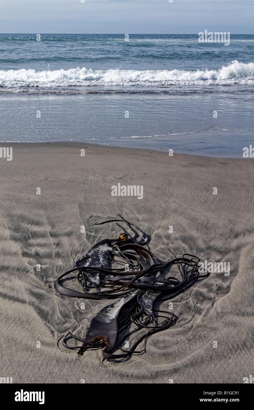 Kelp seaweed washed up on a beach, west coast, New Zealand Stock Photo