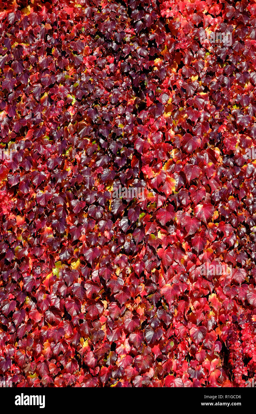 red autumnal virginia creeper plant on building wall, cambridge, england Stock Photo