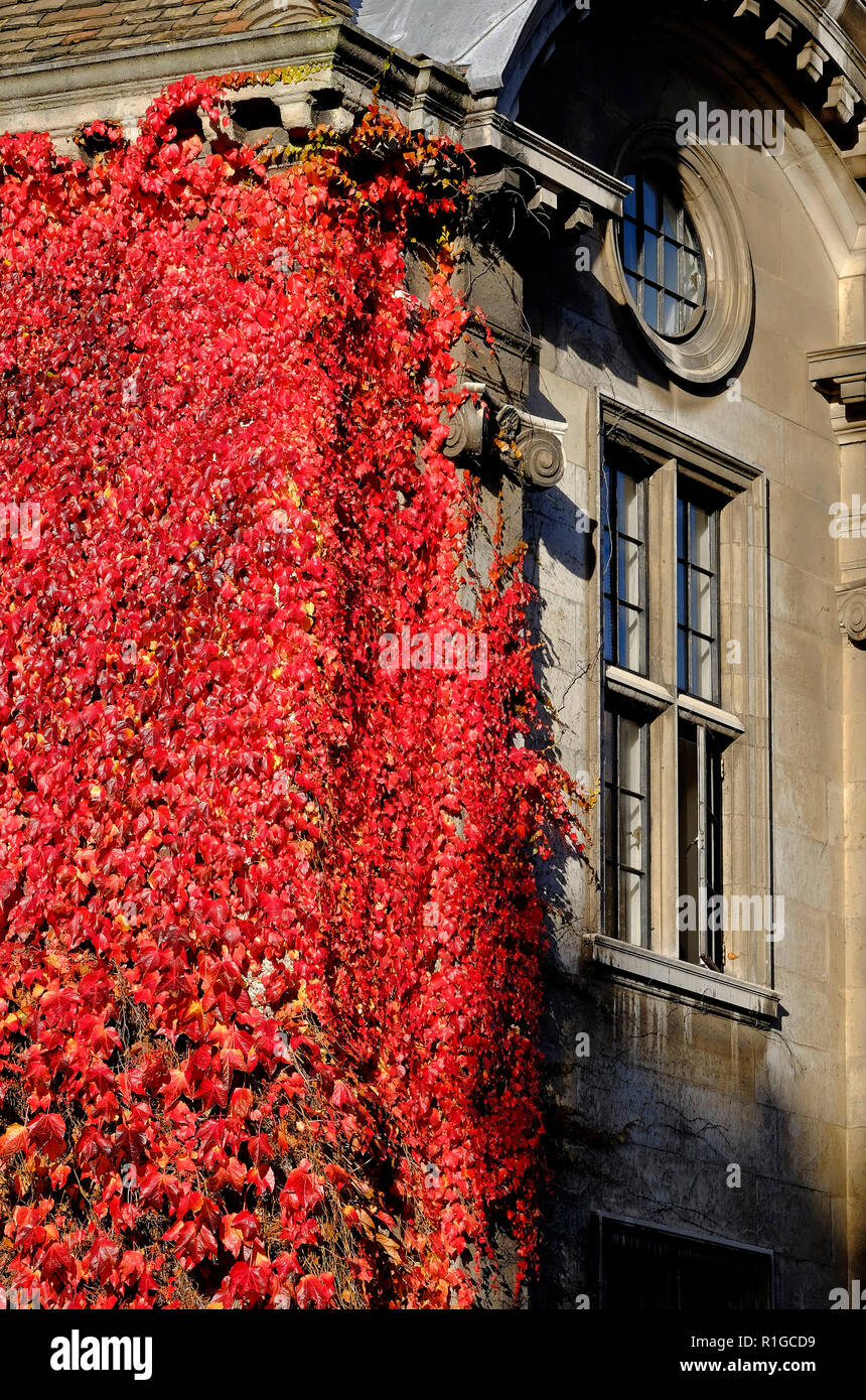 red autumnal virginia creeper plant on building wall, cambridge, england Stock Photo