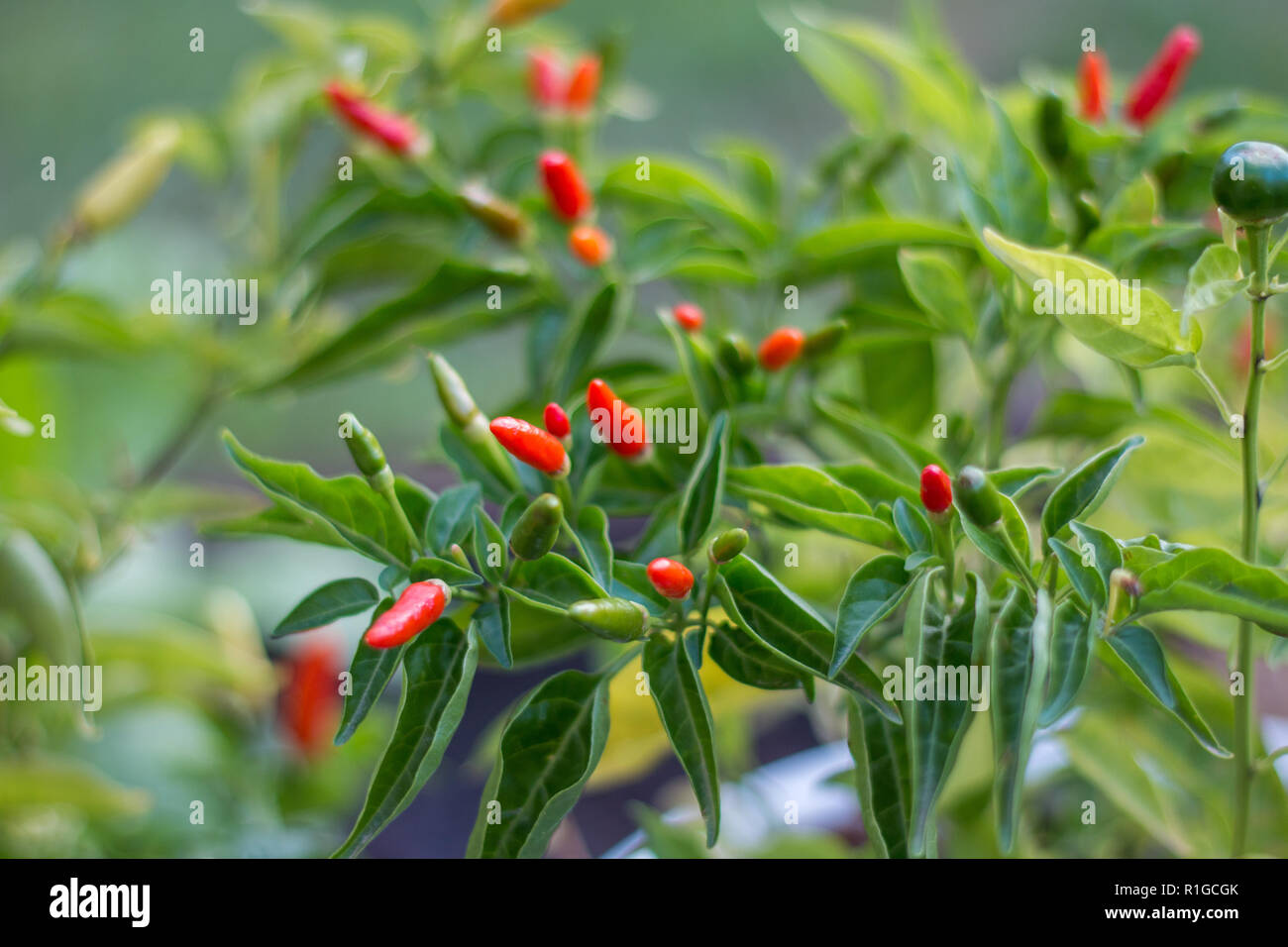 Birds eye chilli plant outdoors with red fruit growing Stock Photo