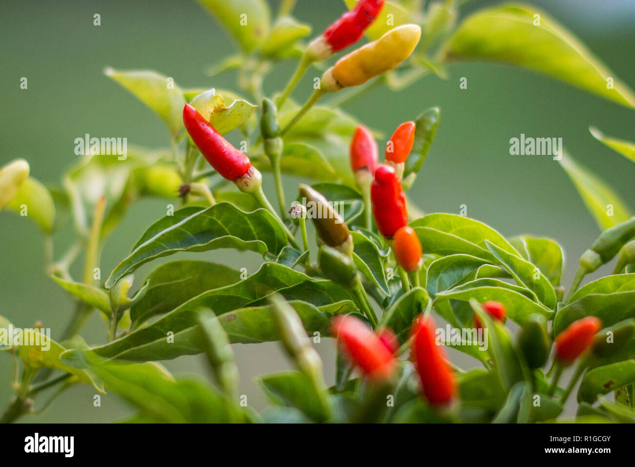 Birds eye chilli plant outdoors with red fruit growing Stock Photo