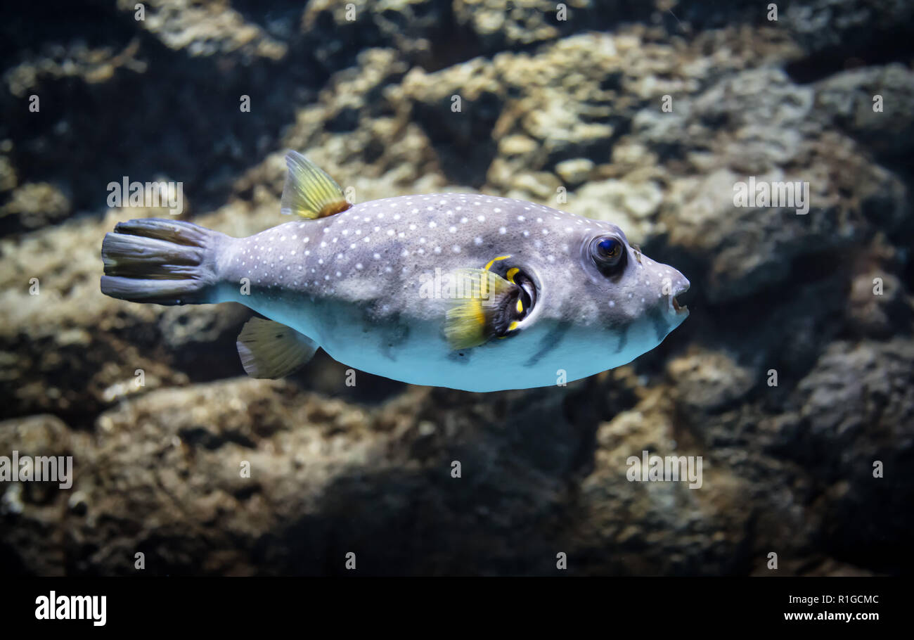 Fish : Arothron hispidus Stock Photo