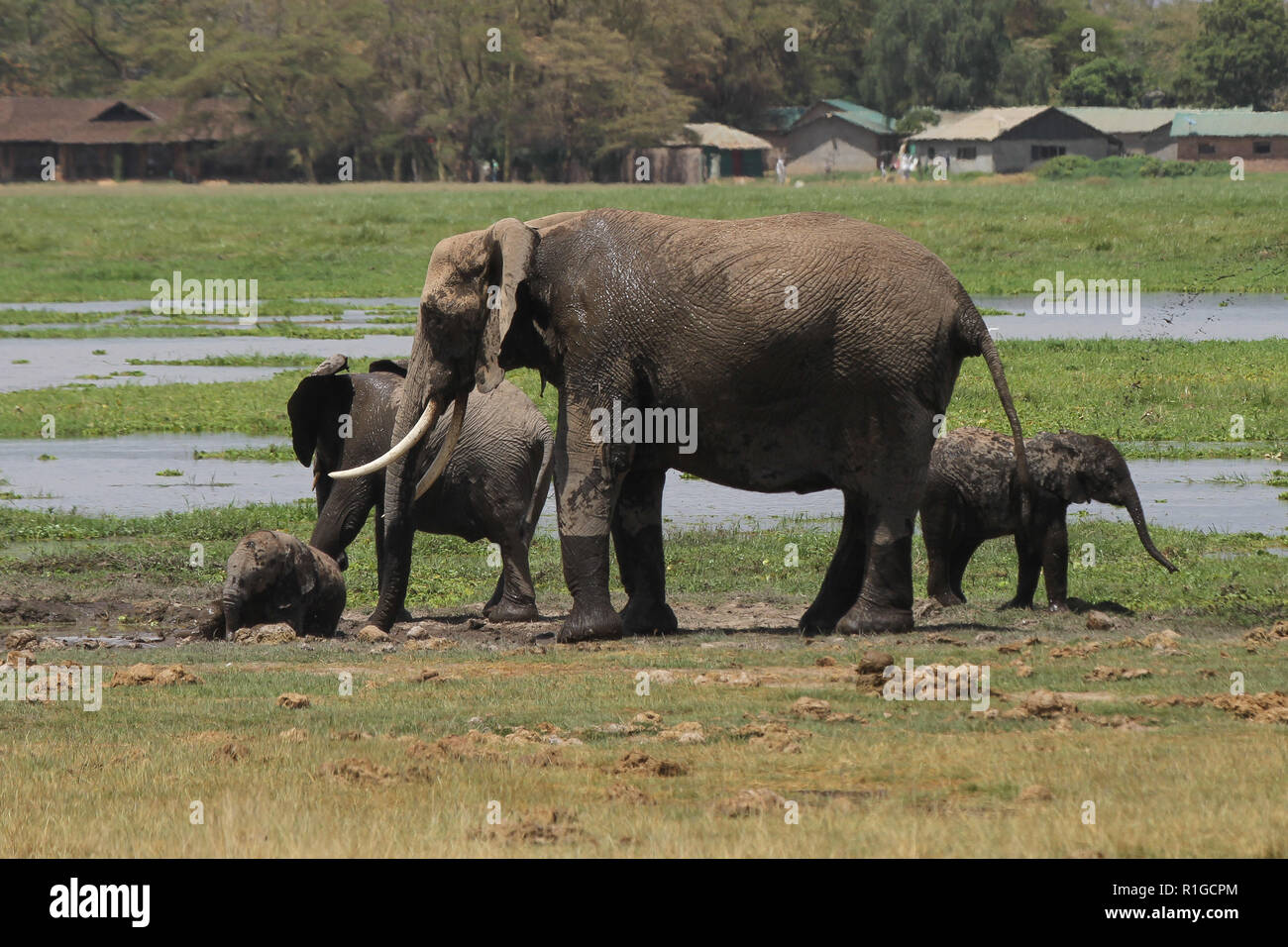 An elephant family playing in the mud of Amboseli national park Stock Photo