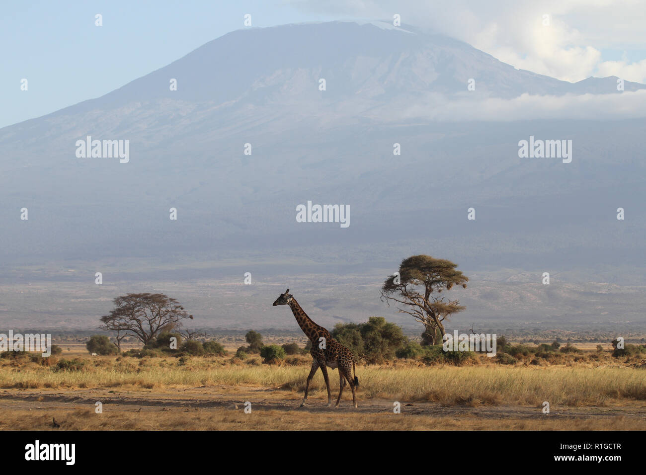 A giraffe walking in front of the Mt. Kilimanjaro Stock Photo