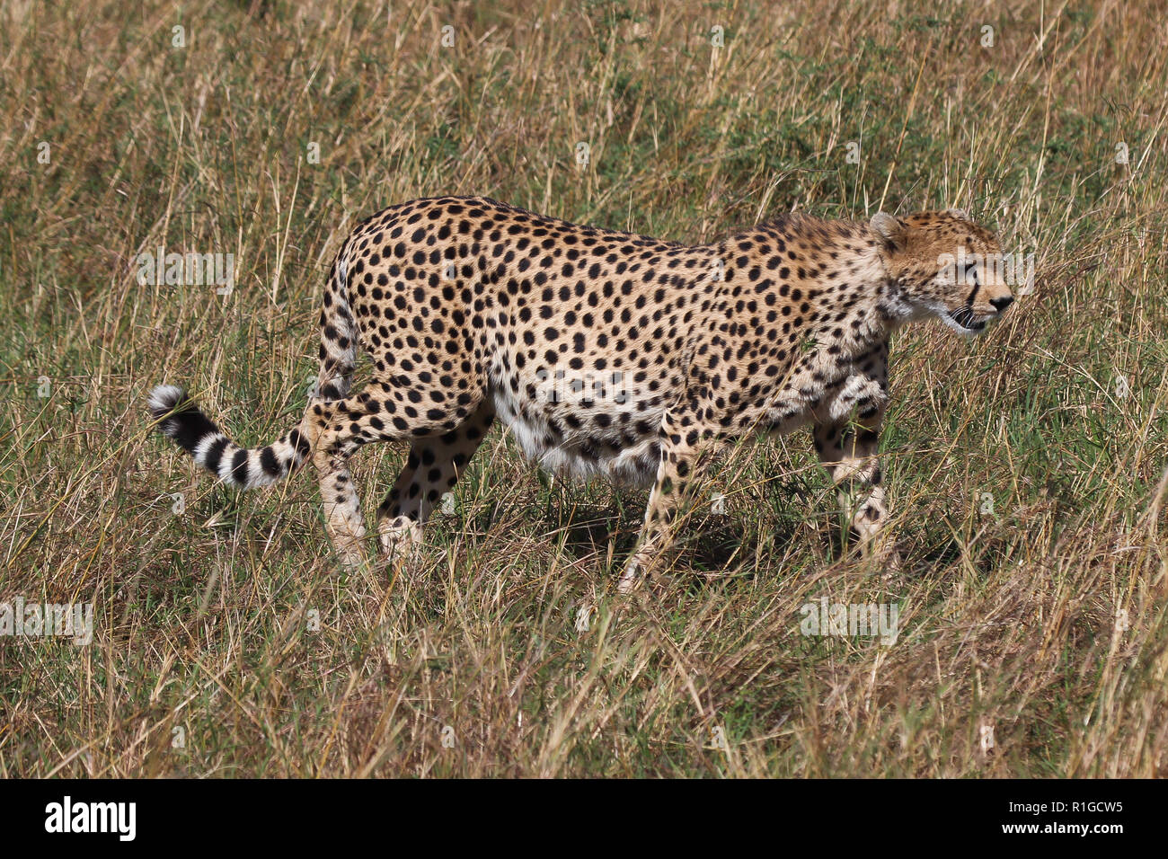 A pregnant cheetah walking through dry grass in Masai Mara national park Stock Photo
