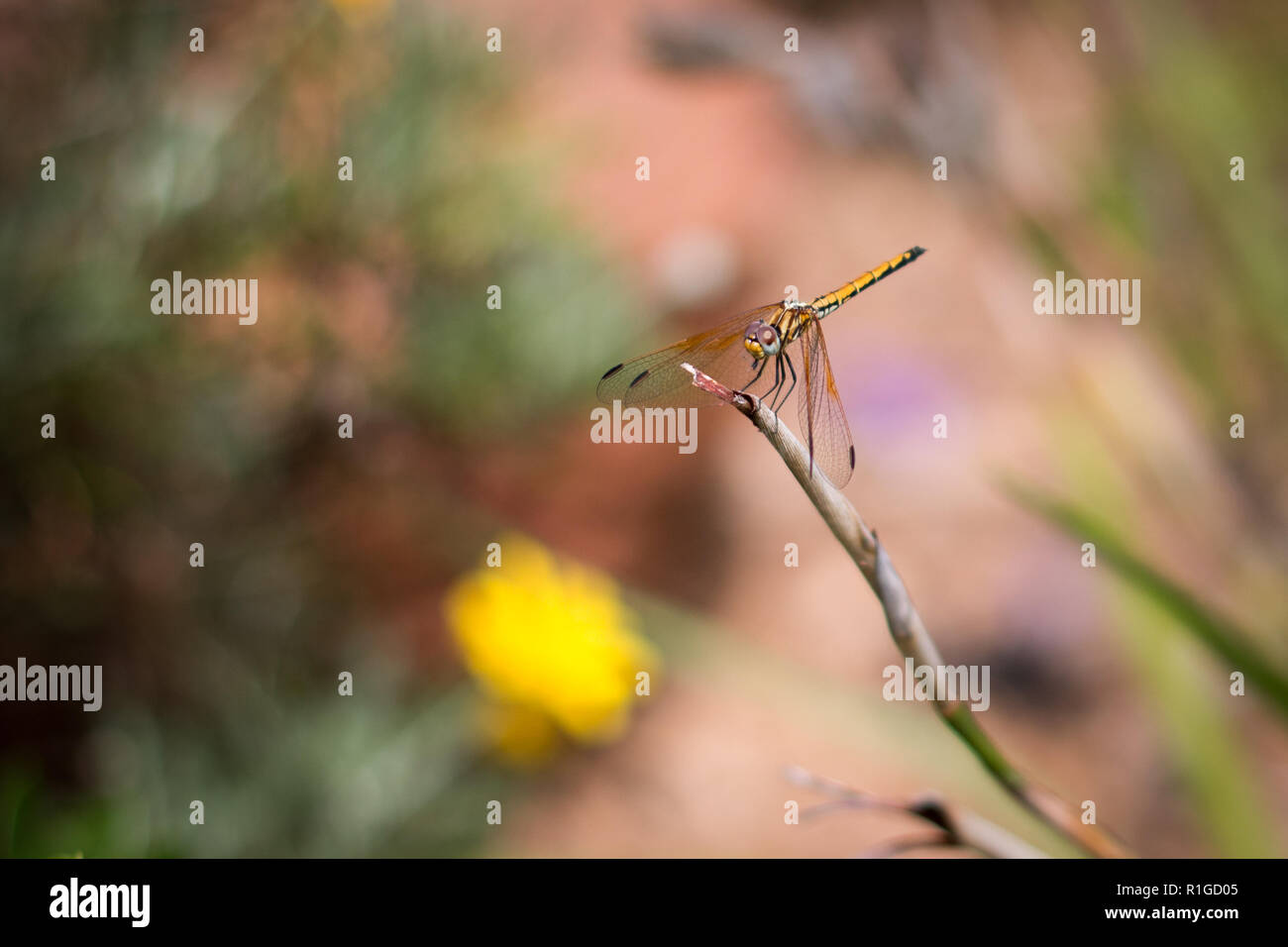 Yellow dragonfly sitting on a plant, close up view Stock Photo - Alamy