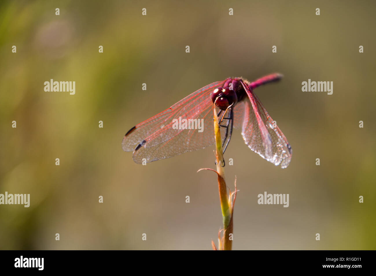 Red dragonfly sitting on a plant, close up front view Stock Photo - Alamy