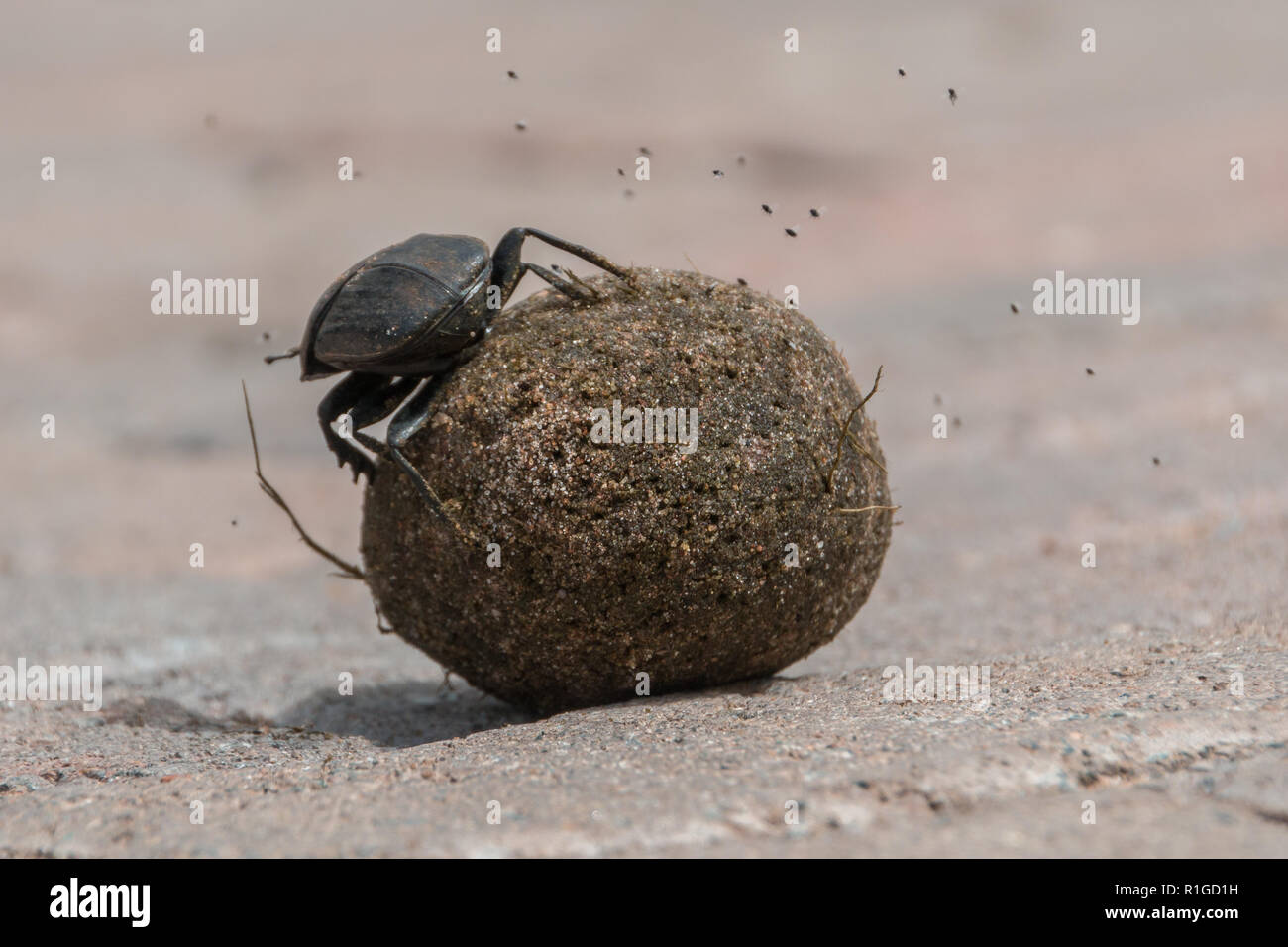 One dung beetle sitting on it's dung ball, close up view Stock Photo