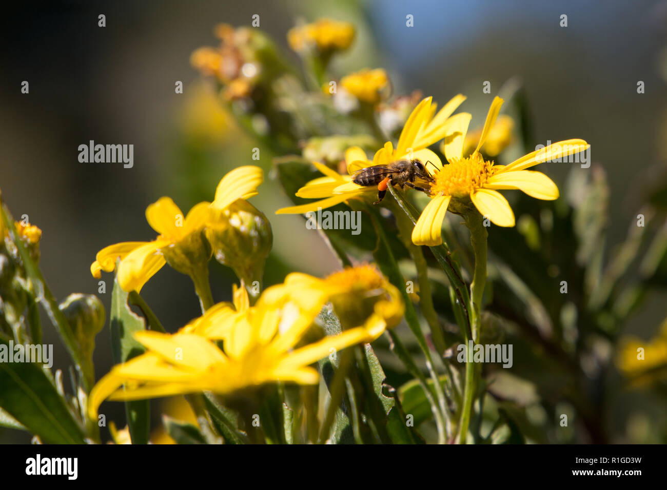 Macro honey bee hi-res stock photography and images - Alamy