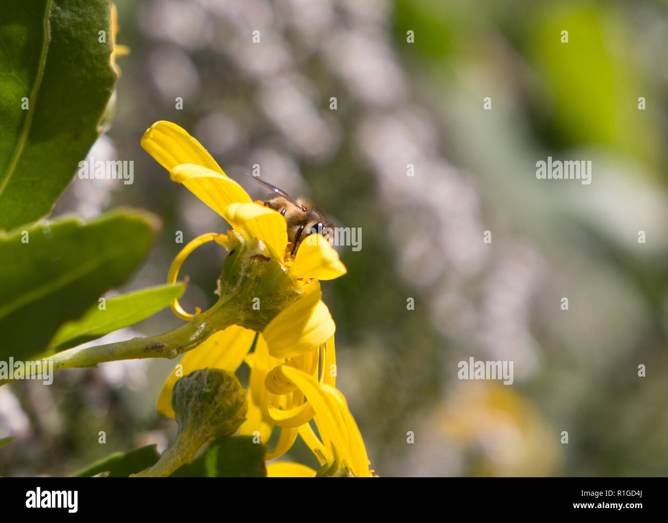 Macro honey bee hi-res stock photography and images - Alamy