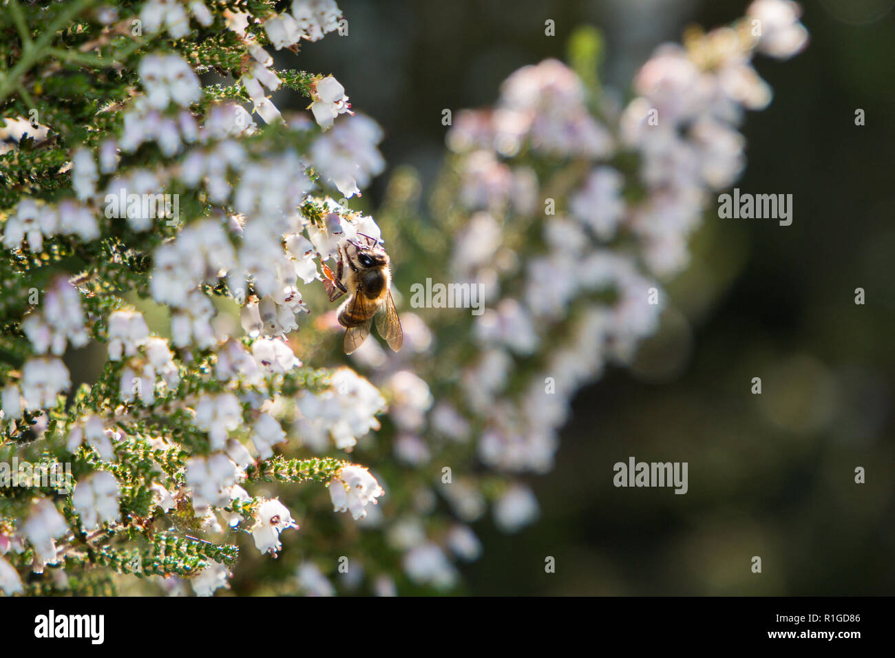 Honey bee sitting on Erica formosa flowers, small white flowers closeup of the Cape Fynbos shrub in the morning sunlight. Stock Photo