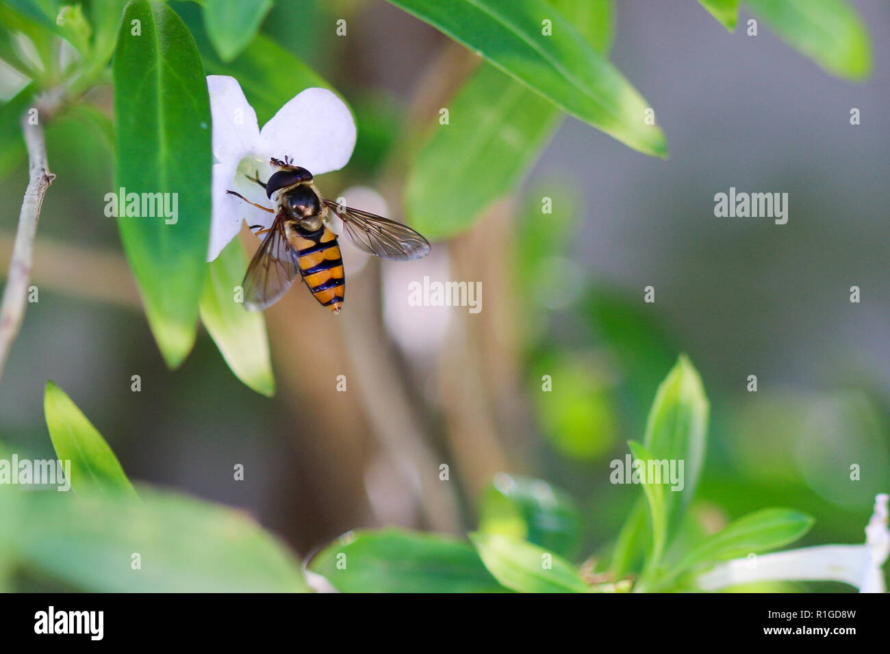 Hoverfly sitting on a small white flower. Stock Photo