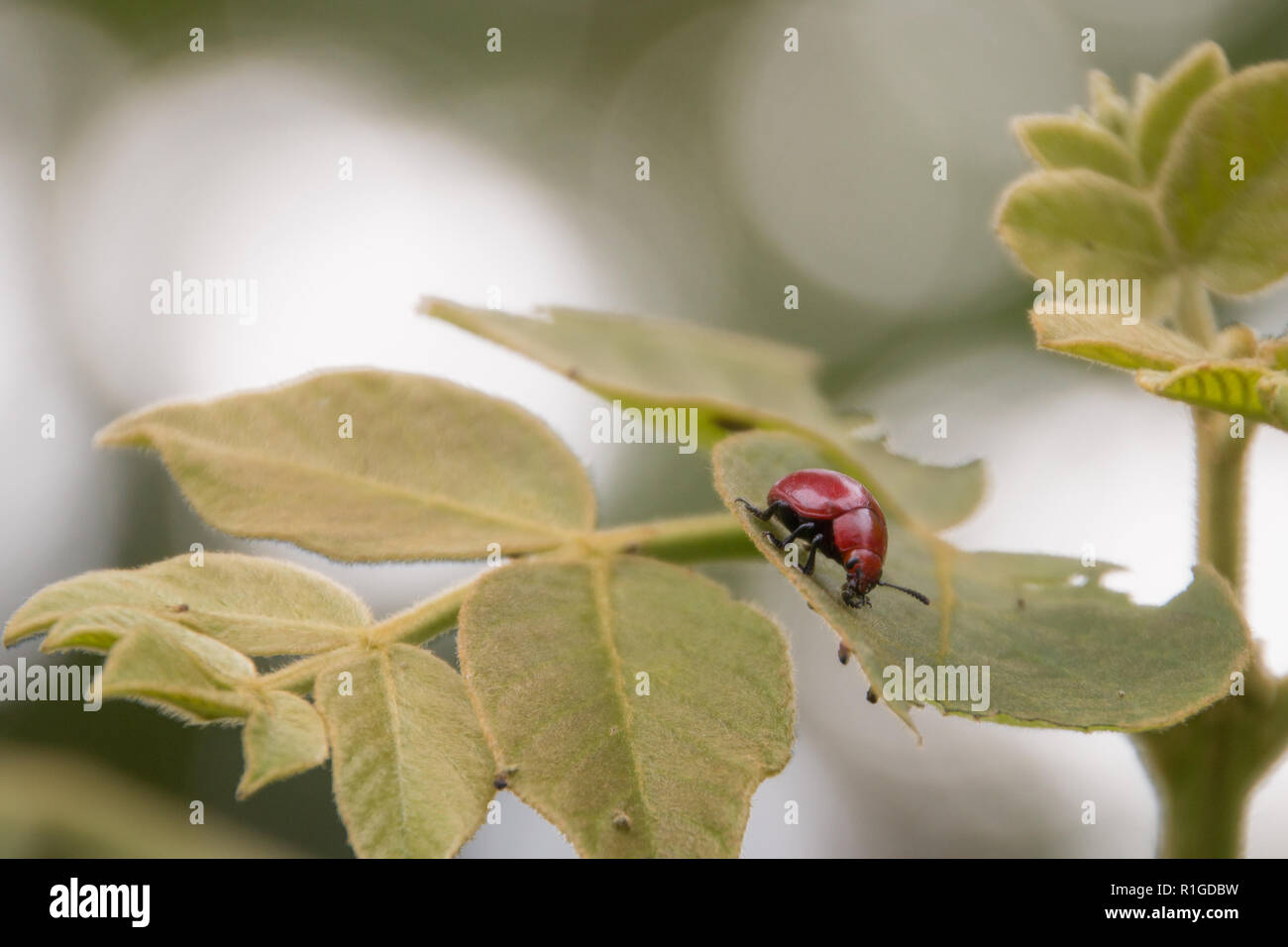 Red bug on green leaf, close up view Stock Photo