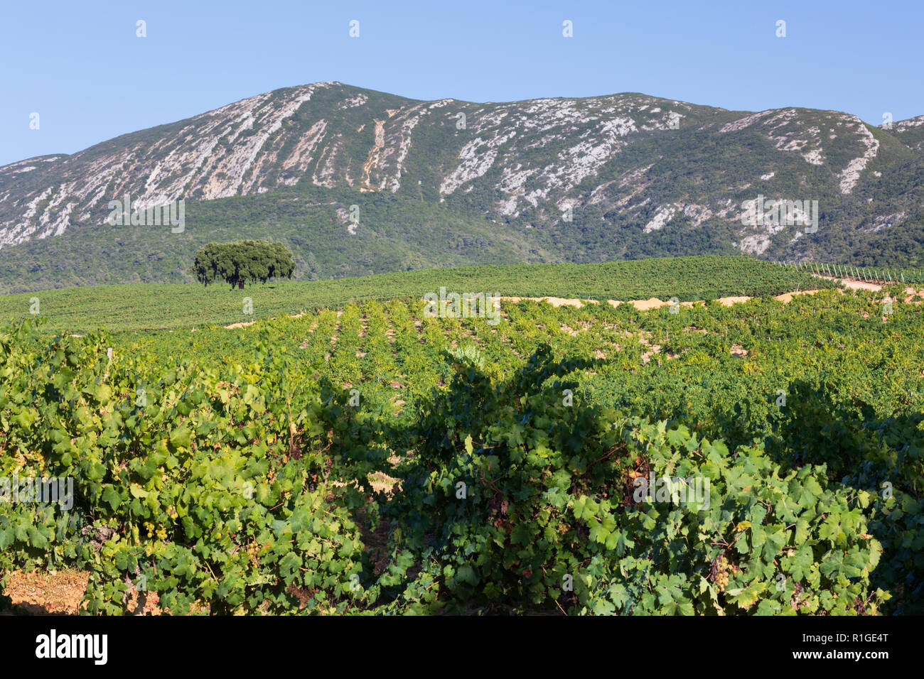 Vineyard with mountains in the late afternoon sun near town of Azeitao, Parque Natural da Arrabida, Setubal district, Lisbon region, Portugal, Europe Stock Photo