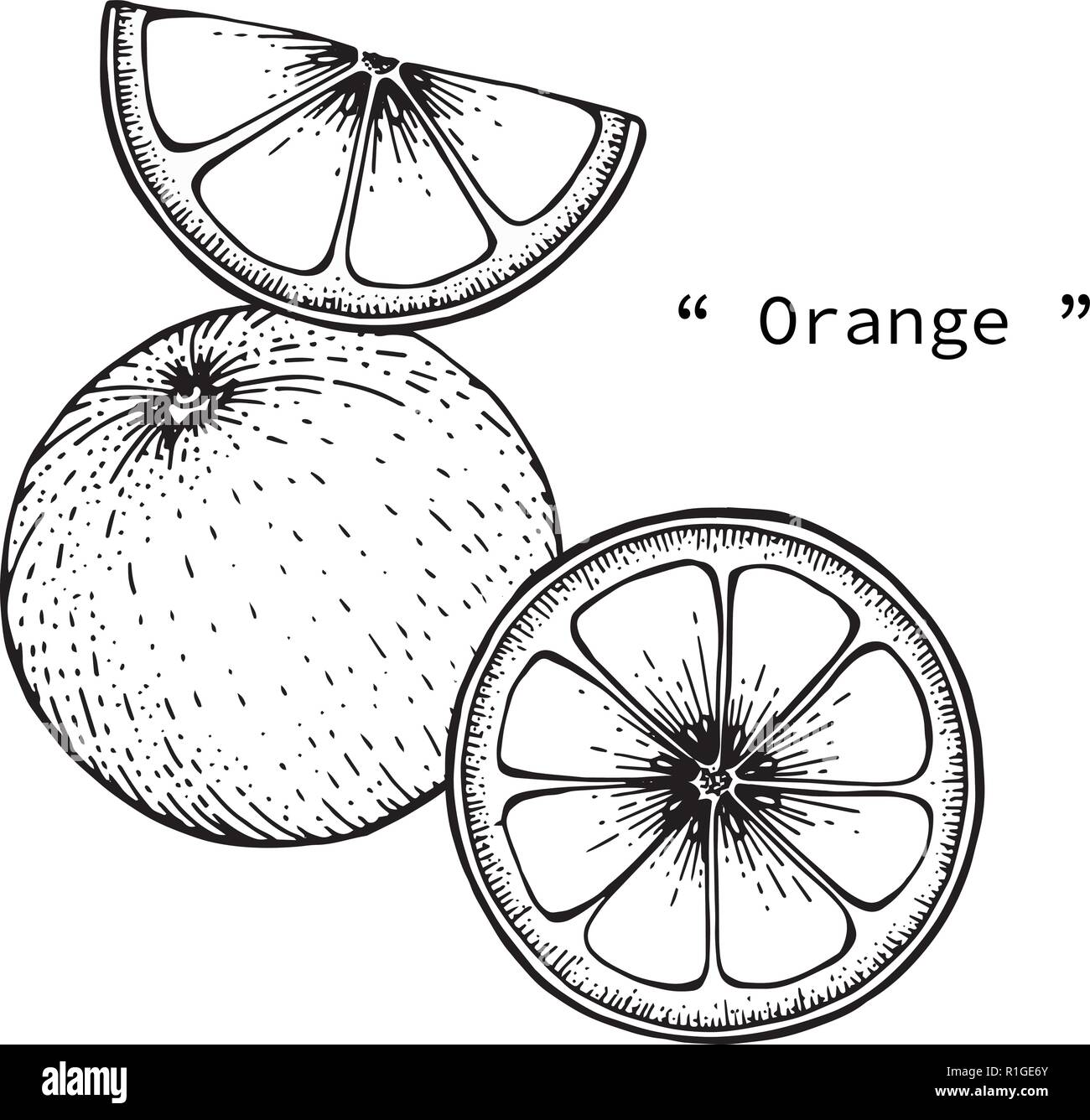 Sketch illustration of orange Stock Vector by Kopirin 68545017